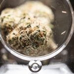 A detail photo of a sample of the marijuana strain, Mimosa, at Apothica in Lynn.